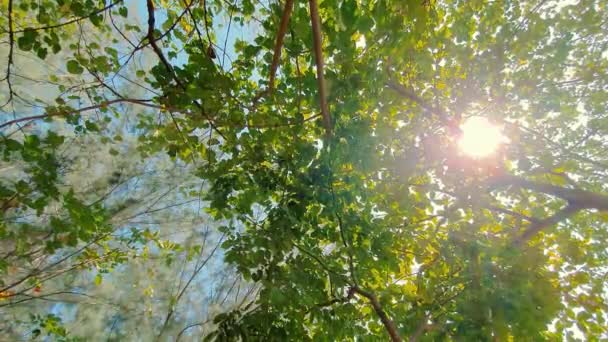 Forêt verte fraîche, vue basse.