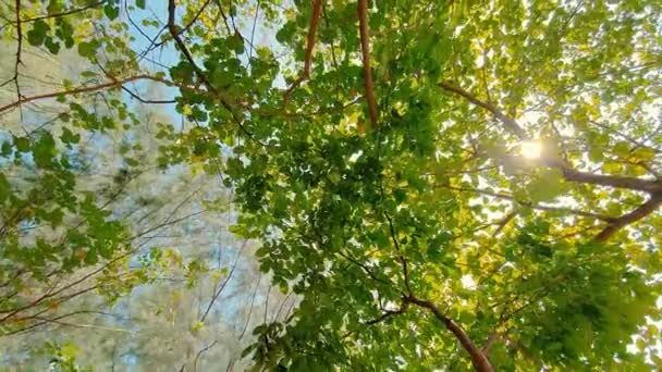 Forêt verte fraîche, vue basse.