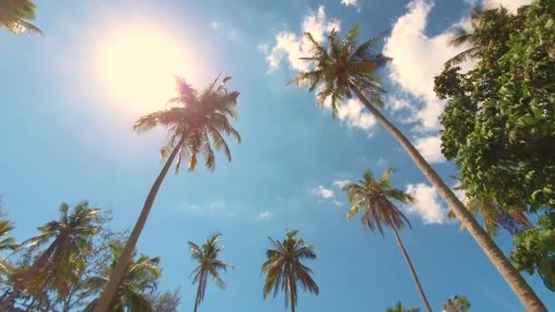 青い空と白い雲の上のヤシの木の低角度ビュー — ストック動画