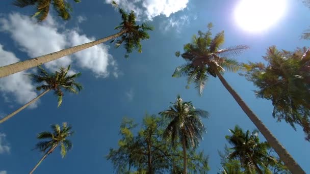 Laag hoekzicht van palmboom op blauwe lucht en witte wolken — Stockvideo