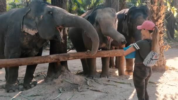 Mulher alimenta o elefante nos trópicos. — Vídeo de Stock