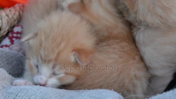 Gatitos en cesta — Vídeos de Stock