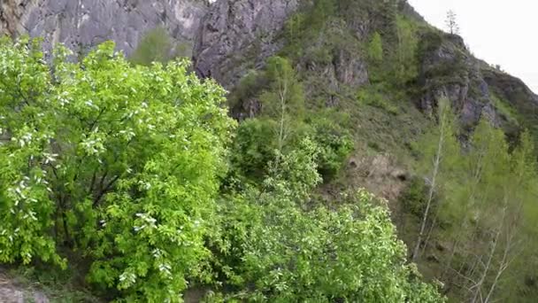 Cereza floreciente Altai — Vídeos de Stock