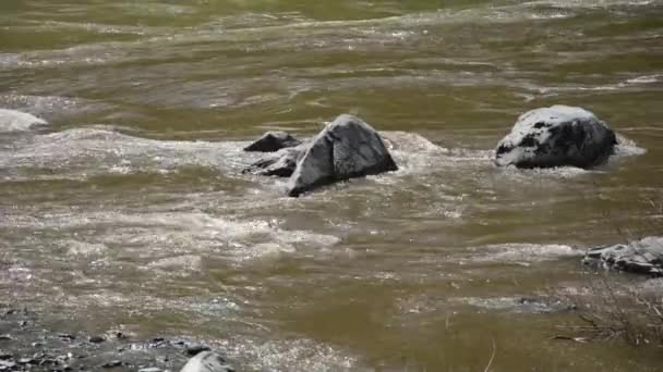 Spring River Katun, Altai Mountains — Stock Video