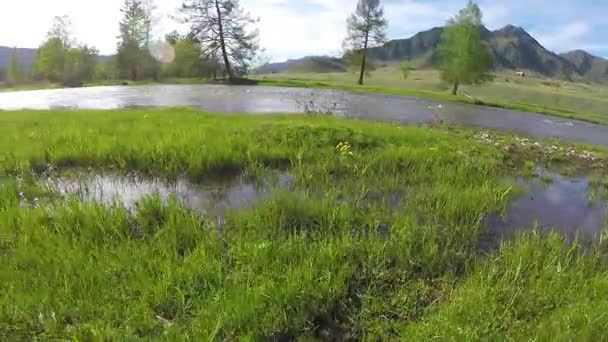 Wassergefülltes Grasufer des Flusses Ursul — Stockvideo