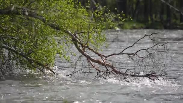 Wasser fließt im Gebirgsfluss Ursul — Stockvideo