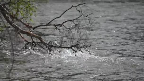 Vatten rinner i floden berg Ursul — Stockvideo