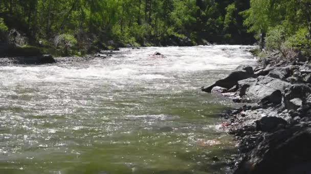 Jarní velká voda teče v horské řece Ursul. Skály a vodu peřejí. Altaj, Sibiř, Rusko. — Stock video
