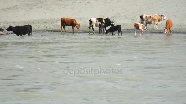 Krowy pasą się na plaży i pić wody w rzece Katun — Wideo stockowe