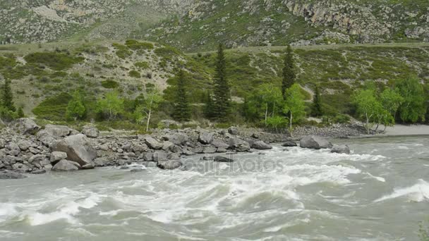 Floden Katun i Altai-bergen. Sibirien, Ryssland — Stockvideo