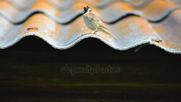 Small sparrow on roof — Stock Video