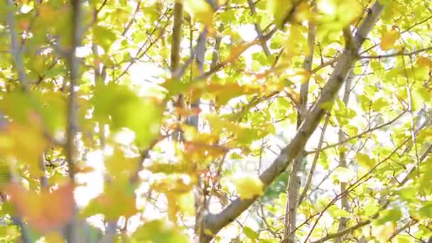Fond naturel. Beau soleil brille à travers le souffle sur les feuilles vertes de l'arbre à vent. Bokeh abstrait flou avec éruption solaire 