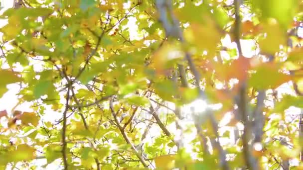 Fond naturel. Beau soleil brille à travers le souffle sur les feuilles vertes de l'arbre à vent. Bokeh abstrait flou avec éruption solaire 