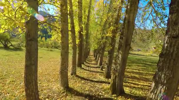 Grove of yellow colored autumn aspen poplar trees — Stock Video