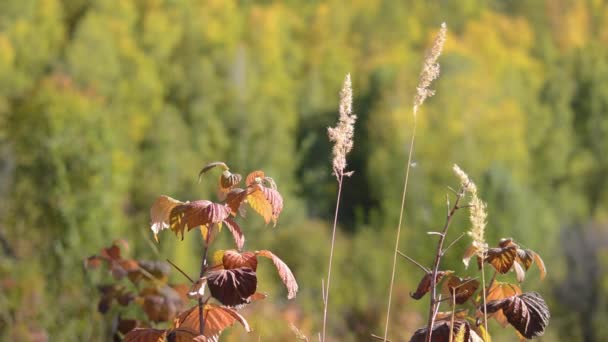 शरद ऋतु झुकने वाली हवा में रास्पबेरी पत्तियां — स्टॉक वीडियो