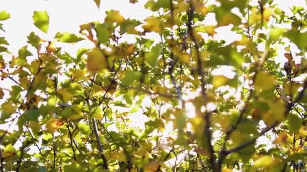 Fundo da natureza. Sol bonito brilhar através do sopro em folhas verdes de árvore de vento. Bokeh abstrato borrado com erupção solar — Vídeo de Stock