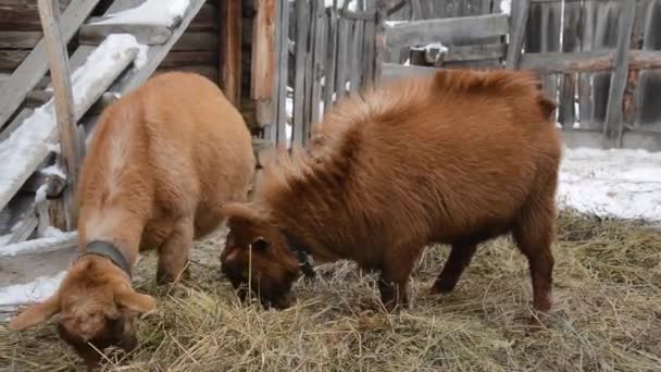 Zuivelgeiten van het Tsjechische ras in de winter Bruin Stenografisch Geiten Capra aegagrus hircus — Stockvideo