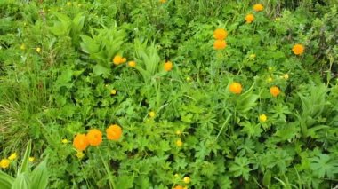 Altai 'de Trollius Altaicus
