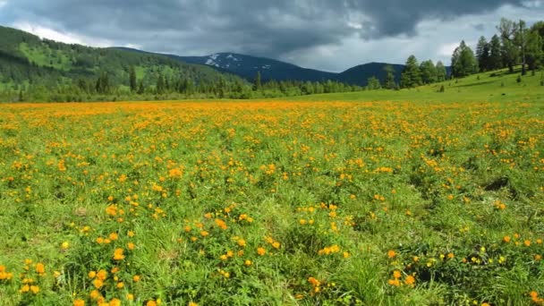 Trollius altaicus v Altai — Stock video