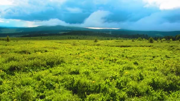 Trollius altaicus ad Altai — Video Stock