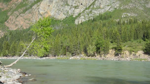 Spring River Katun, Altai Mountains, Siberia Rusia — Vídeos de Stock