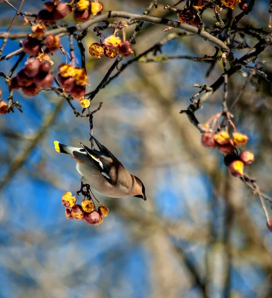 Bird the Waxwing. Love winter berries, not afraid of people
