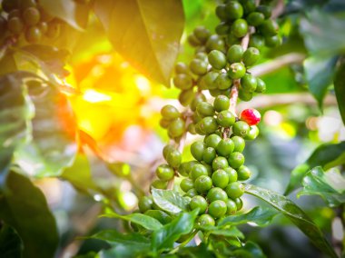 Yeşil olgunlaşmamış kahve pods ve güneş ışığı