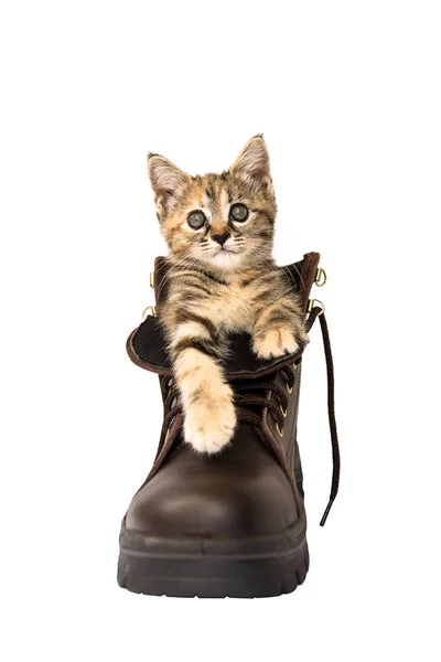 Ловкий котенок в коричневой защитной обуви на белом фоне — стоковое фото