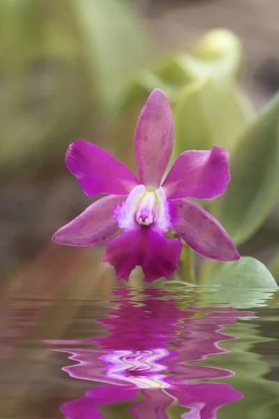 Orchidea różowy streszczenie i odbicie wody — Zdjęcie stockowe