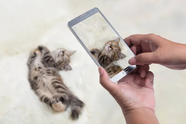 mobile phone shooting a kitten sleeping