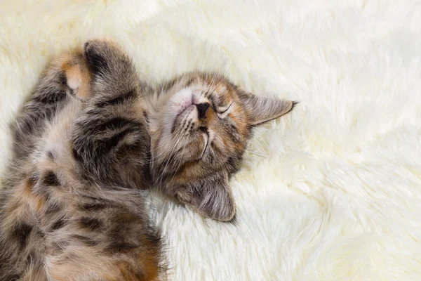 Котёнок спит на мягком мехе — стоковое фото