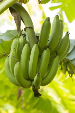 Muz grup hasat yakınındaki