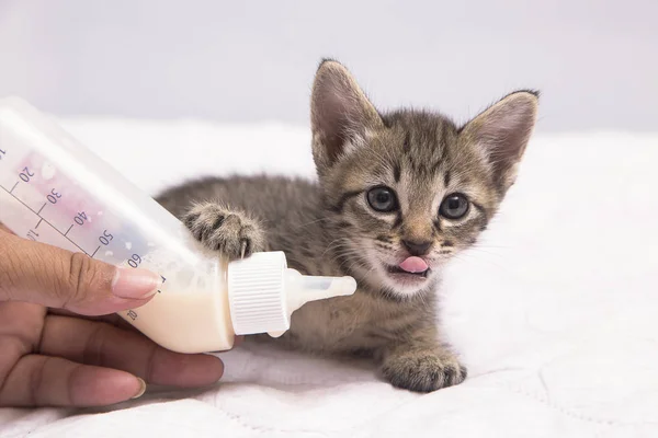 사랑 스러운 고양이 게 우유를 먹이 — 스톡 사진