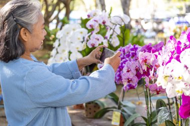 Yaşlı kadınların seçici odak elleri bahçedeki mutlulukla dolu güzel orkidelerle fotoğraf çekmek için akıllı telefon kullanır.