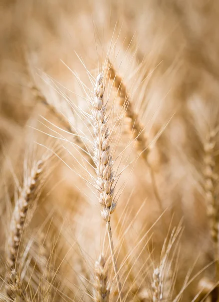 Сырая пшеница на пшеничном поле — стоковое фото