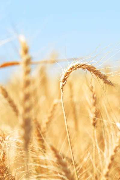 Trigo crudo en campo de trigo — Foto de Stock