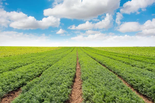 Campo di carote, sentieri di campo — Foto Stock