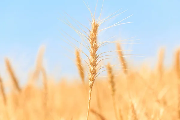 Сырая Пшеница Пшеничном Поле — стоковое фото