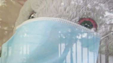 Pencere kenarında yüz maskesi takmış fil dolması yakın plan.