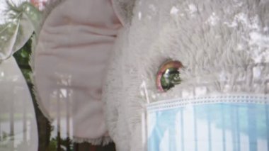 Pencere kenarında otururken maske takan iki doldurulmuş hayvan.