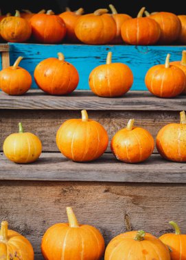 Sonbahar hasadı Cadılar Bayramı konsepti. Balkabaklarını düşür, boşluğu kopyala