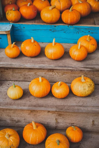 Cosecha de otoño concepto de Halloween. Caída de calabazas en las escaleras —  Fotos de Stock