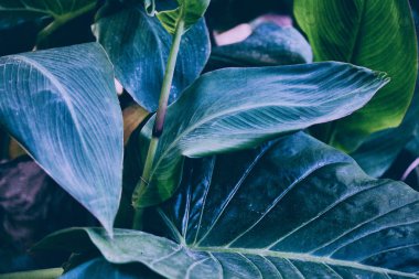 Tropik yapraklar arka planda. Palmiye yaprakları canavarımsı. Yeşil arkaplan.