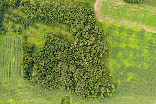 Aerial top view drone photography of a land with sown green fields in countryside.