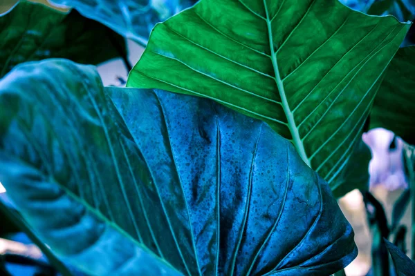 Tropical leaves background. Palm tree leaves monstera. Green background — Stock Photo, Image