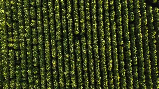 Vista Video Drone Aéreo Plantación Tabaco Chile — Vídeo de stock