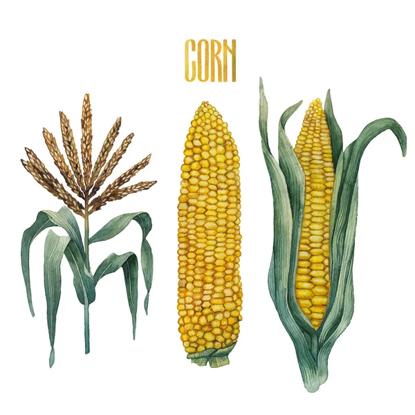 Watercolor corn collection — Stock Photo, Image