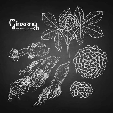 Grafik ginseng kök ve çilek