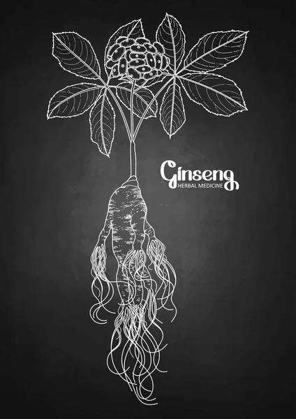 Raíz de ginseng gráfico y bayas — Vector de stock