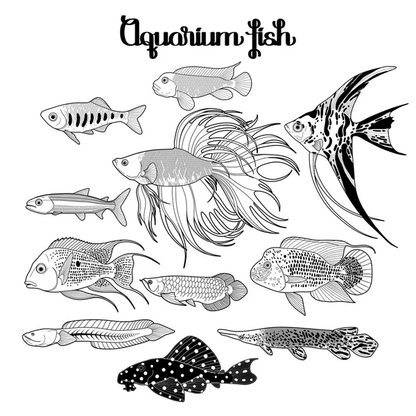 Graphic aquarium fish set — Stock Vector